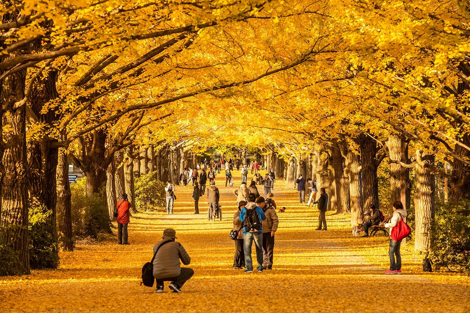 Showa Kinen Park Autumn Leaves Evening Light up Things To Do In Tokyo