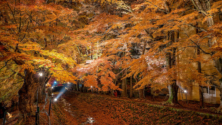 Fuji-Kawaguchiko Autumn Leaves Festival