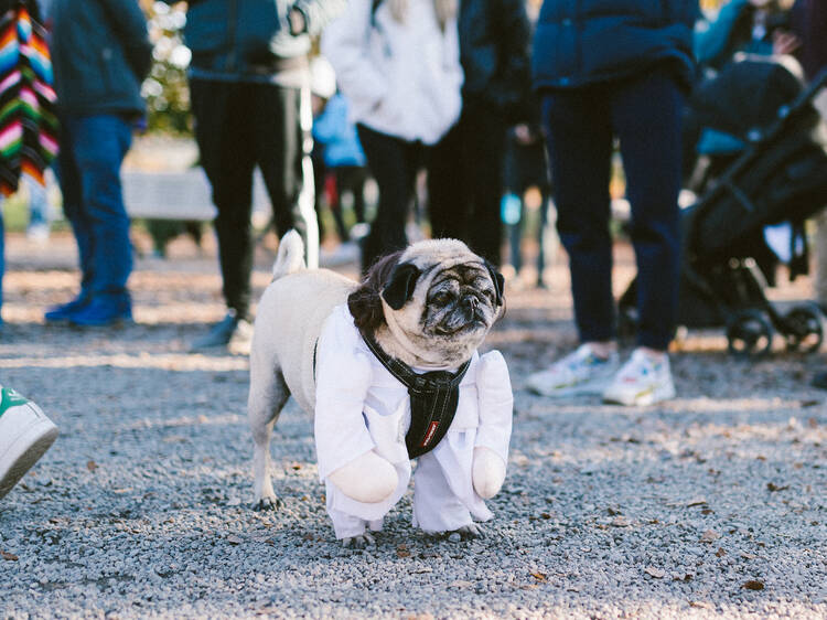 Best Halloween Events in Montreal For Kids