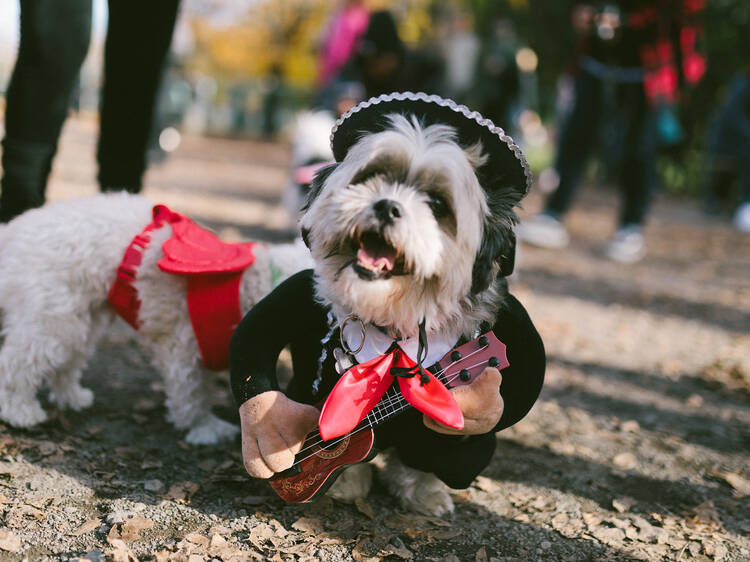 Catch a Halloween dog costume parade