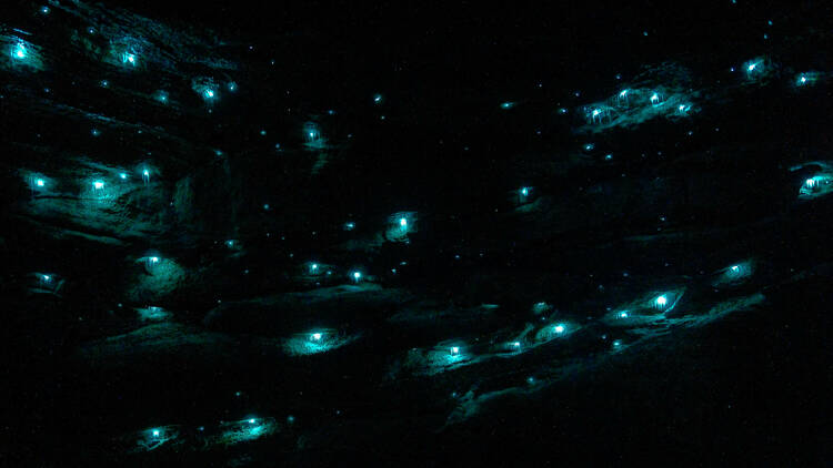glow worms blue mountains