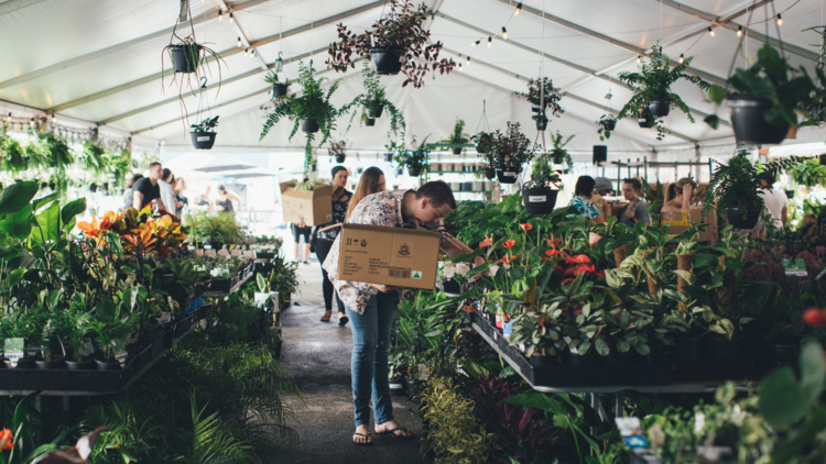 An indoor plant sale