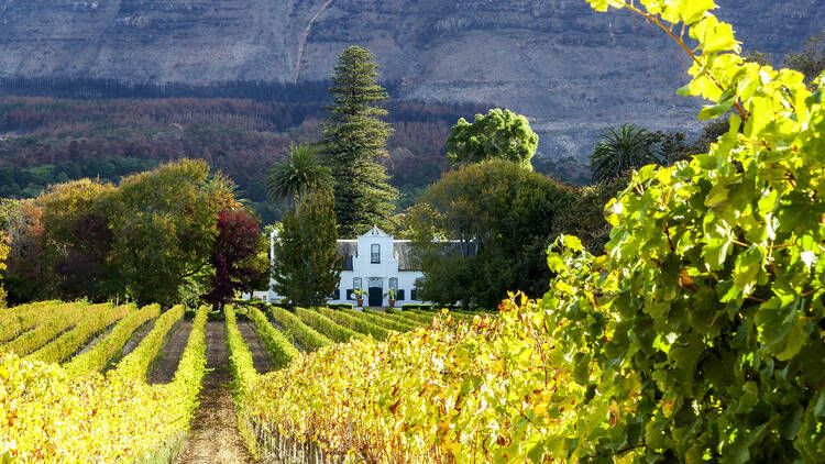 Vineyards in Constantia, Cape Town