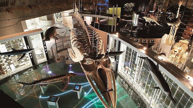 National Museum of Nature and Science