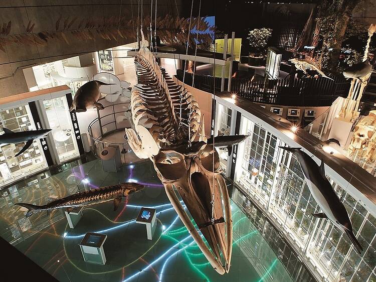 National Museum of Nature and Science