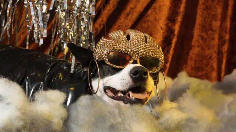 The Great PUPkin Dog Costume Contest - Missy Elliott