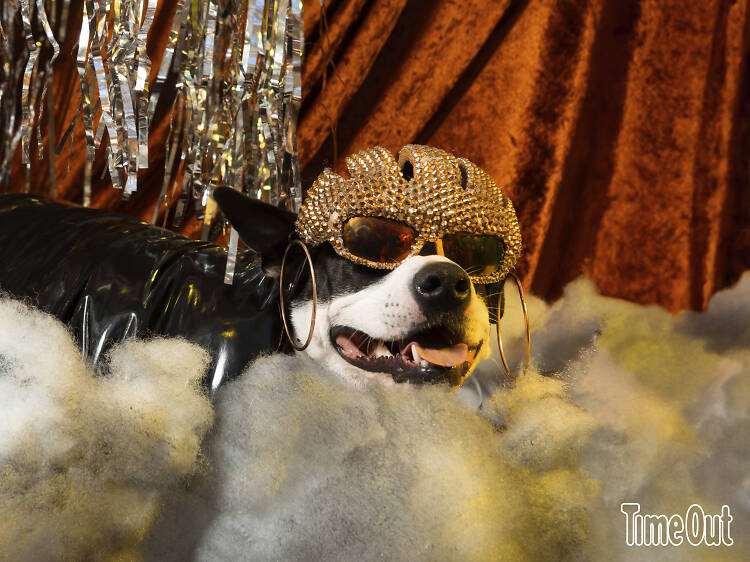 The Great PUPkin Dog Costume Contest - Missy Elliott