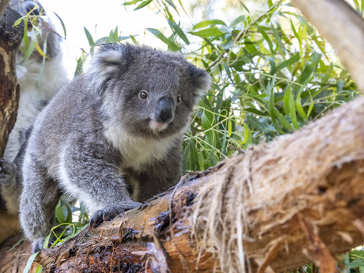 Melbourne Zoo Melbourne Zoo