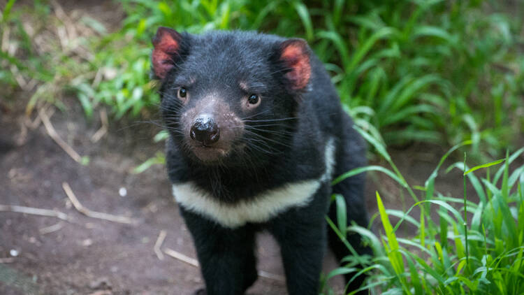 A Tasmanian devil at Healesville Sanctuary.