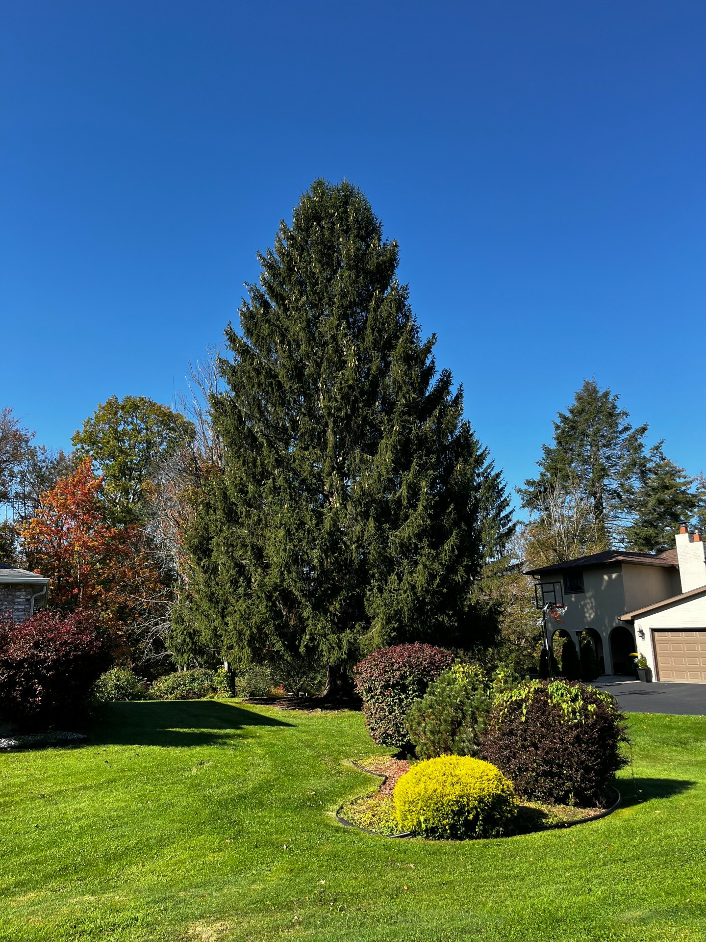 2023 Rockefeller Christmas Tree