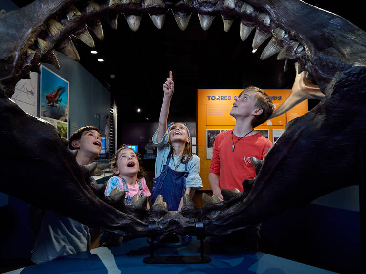 Have a shark encounter at Frost Science