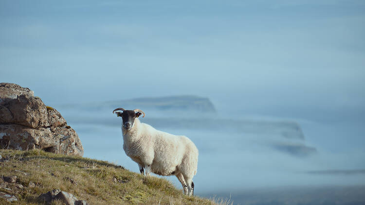 A lone sheep in the Isle of Skye