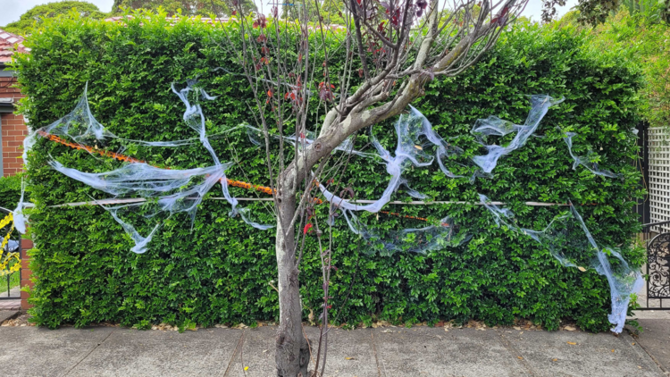 Halloween spiderweb decoration in a tree