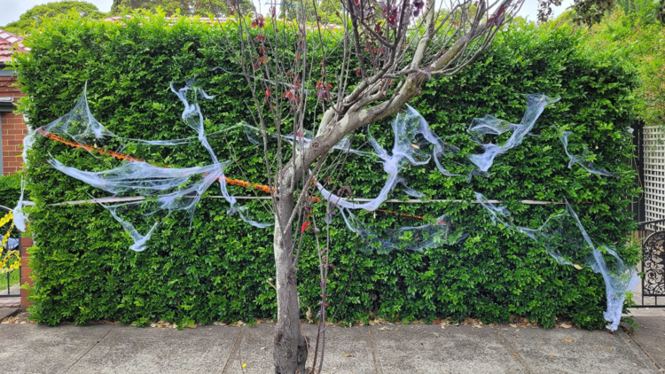 Spiders Building Huge Web on Tree Above Sidewalk, Australia, Araneae,  sidewalk, Meanwhile, #Halloween decorations in #Australia be like  🤣💥🕷, By The Pet Collective