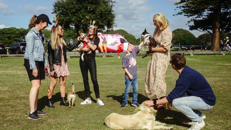 People and dogs in a park wearing Christmassy things.