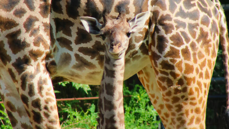 Get wild at the Franklin Park Zoo