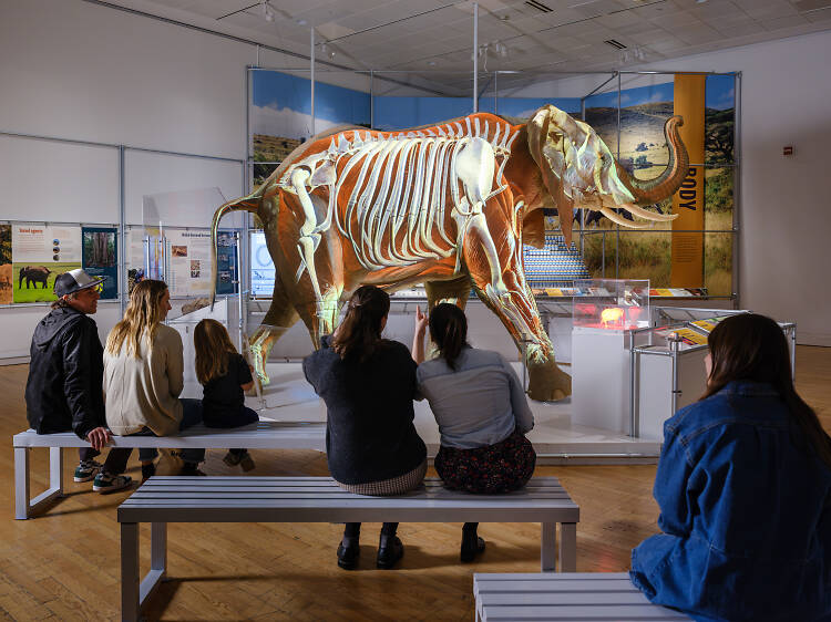 A first look at the American Museum of Natural History’s major elephant exhibit