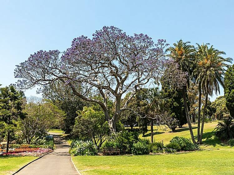 Royal Botanic Garden Sydney