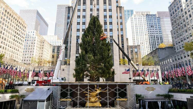 The 2023 Rockefeller Center Christmas Tree is installed with cranes