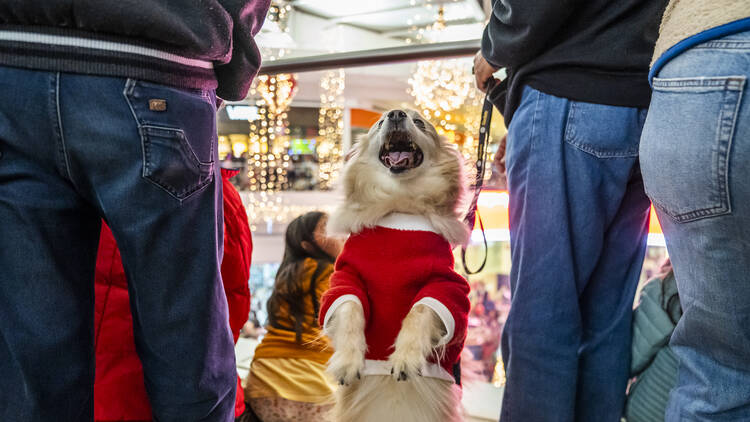 Perro Chester vestido de Santa Claus en Galerías Atizapán