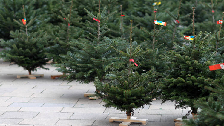 Christmas trees in the UK, for sale