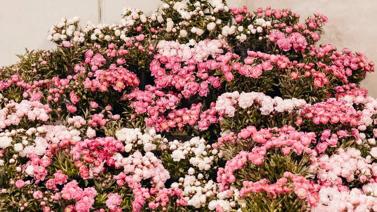 A wall covered in pink peony flowers. 
