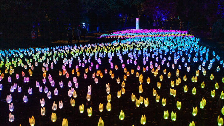 Enchanted: Forest of Light