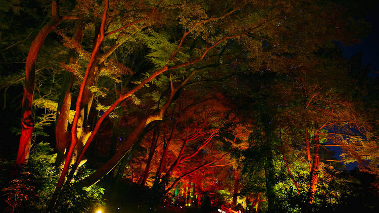 Naked Autumn Night Garden at Shinjuku Gyoen