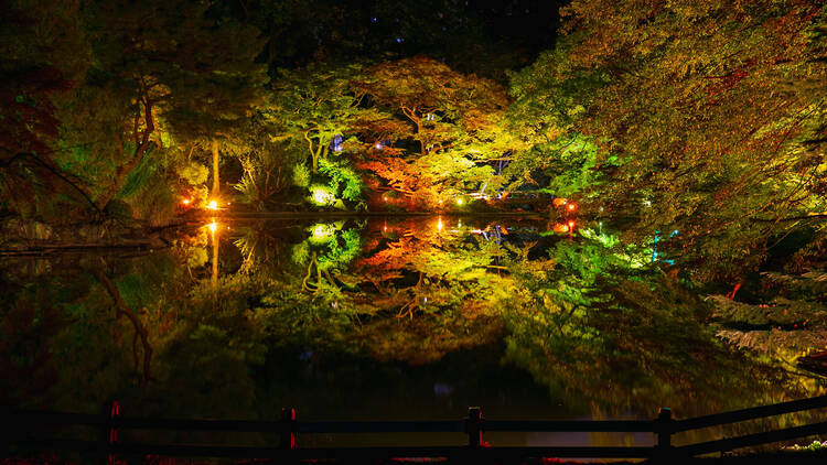Naked Autumn Night Garden at Shinjuku Gyoen