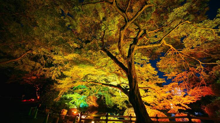 Naked Autumn Night Garden at Shinjuku Gyoen