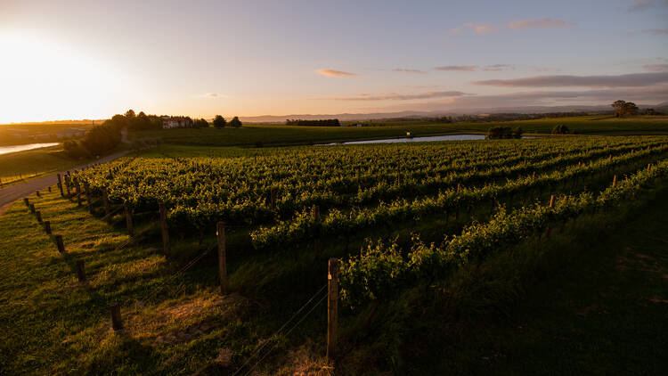 A view of grapevines with a sunset in the background. 