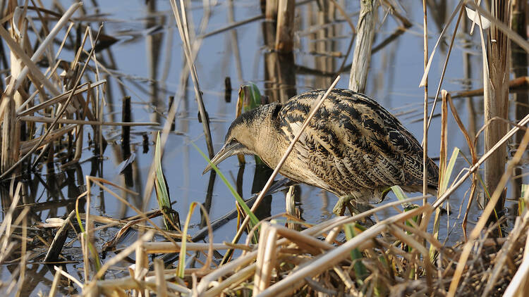 Great bittern, England