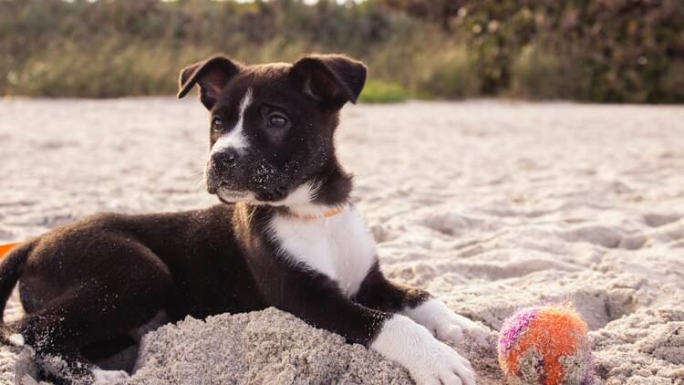 Puppy on a beach with a ball