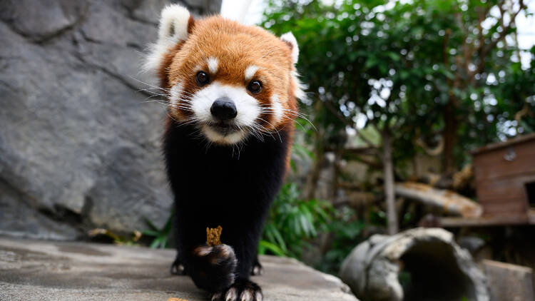 Ocean Park Hong Kong, Red Pandas