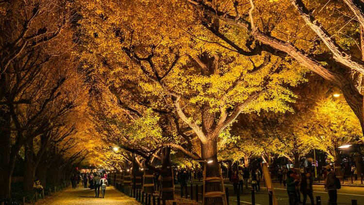 Meiji Jingu Gaien ginkgo avenue illumination