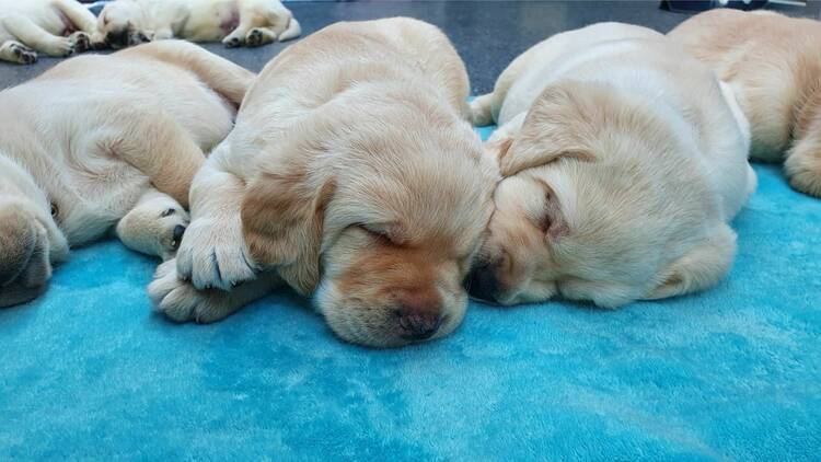 Two puppies curled up sleeping. 
