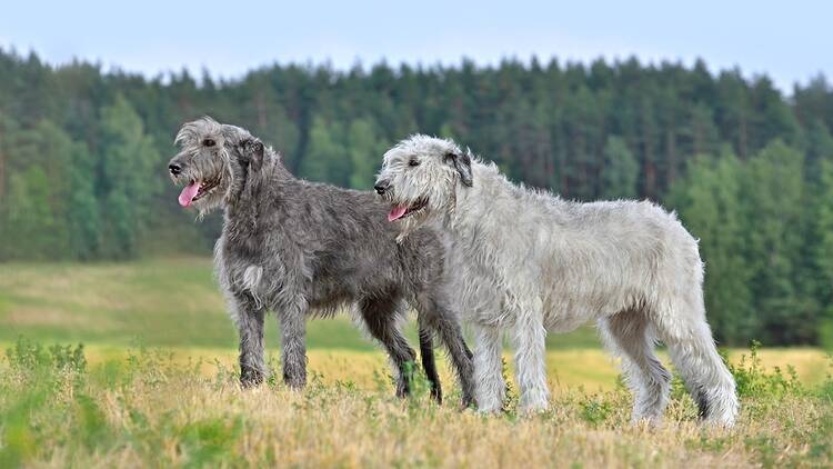 Irish wolfhounds