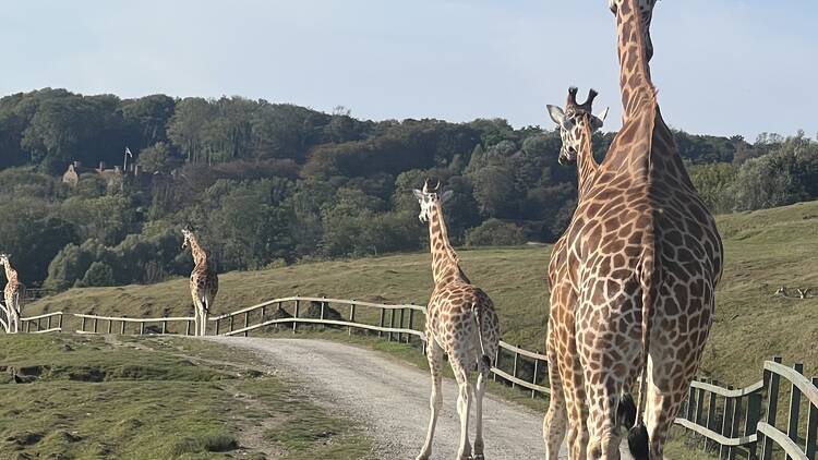 Giraffe at Port Lympne (Photograph: Grace Beard for Tine Out)