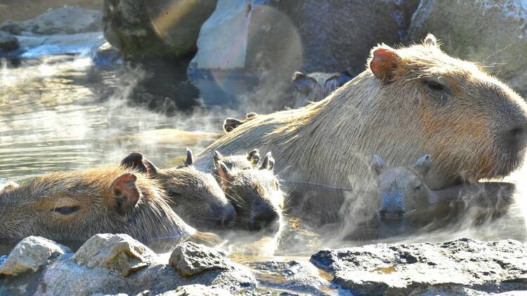 カピバラの長風呂対決