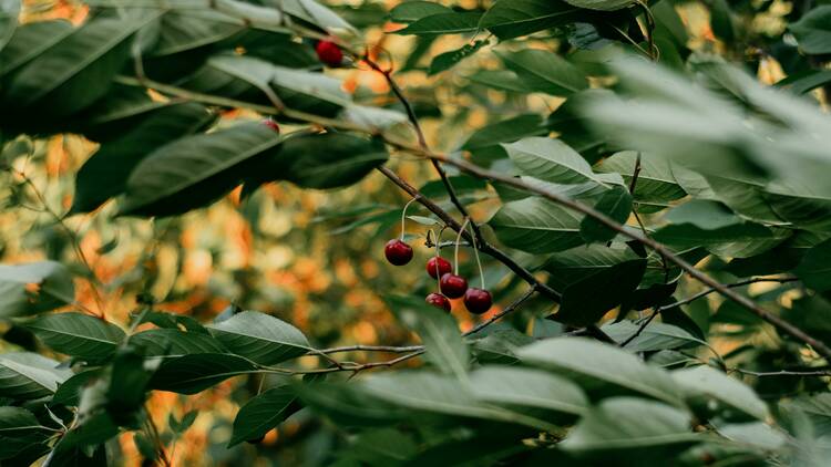 Cherries: Roth Family Orchard