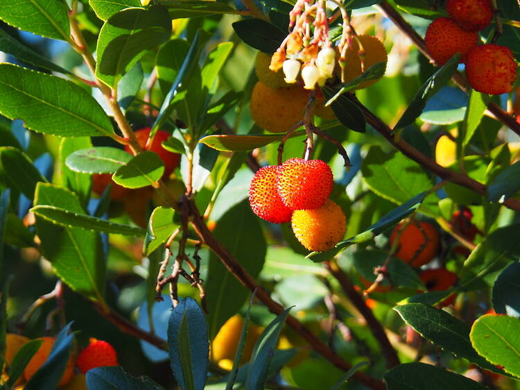 Bosques encantados da Malveira