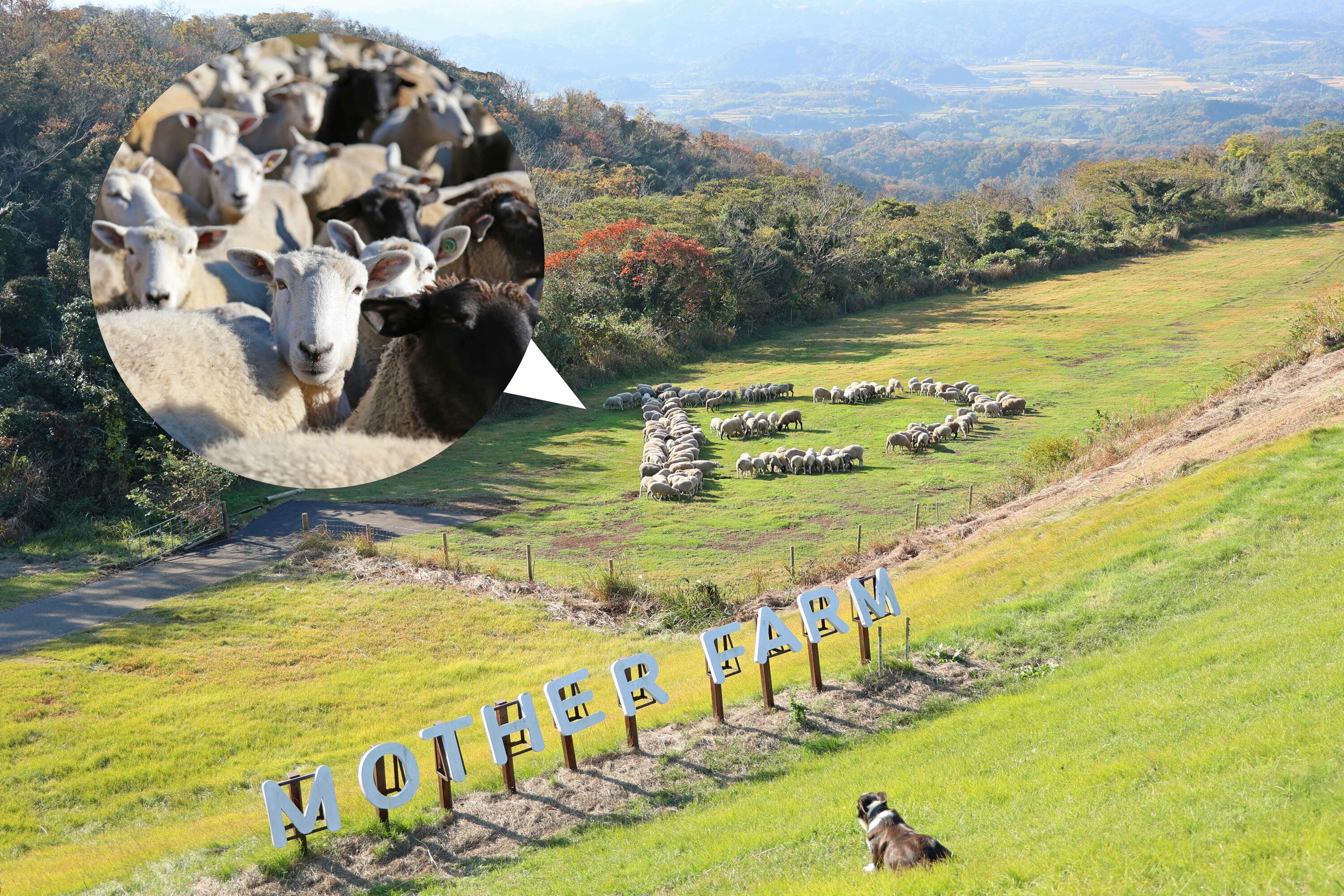 ひつじの大行進〜たつ年編〜