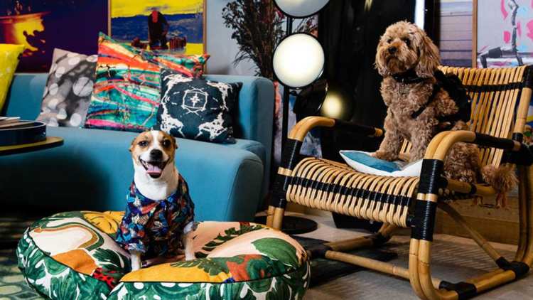 Two dogs in a colourful hotel room