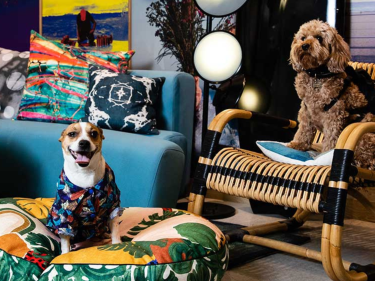 Two dogs in a colourful hotel room