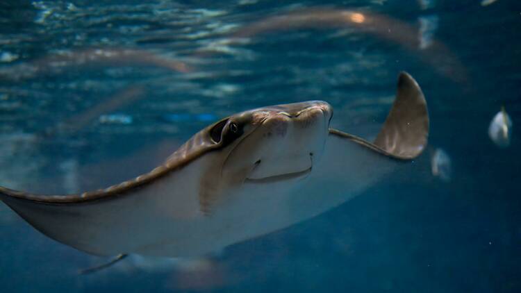 Ocean Park Hong Kong cownose ray pup