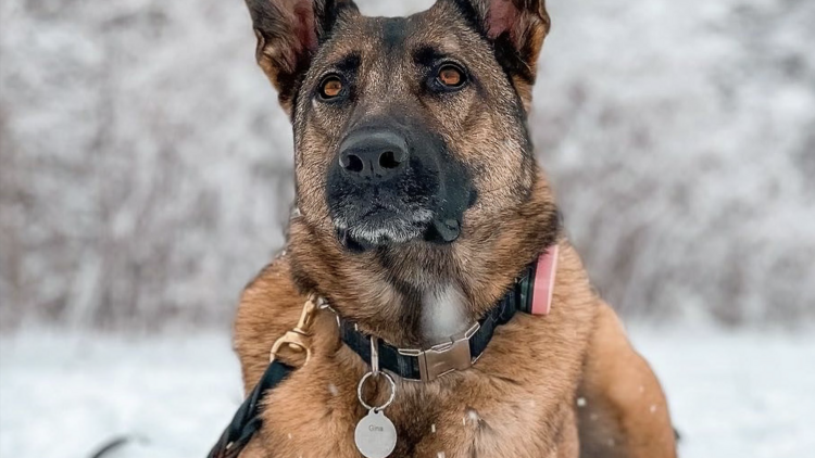 TSA Releases Its 2024 Canine Calendar