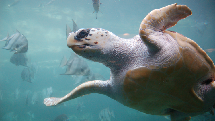 loggerhead turtle