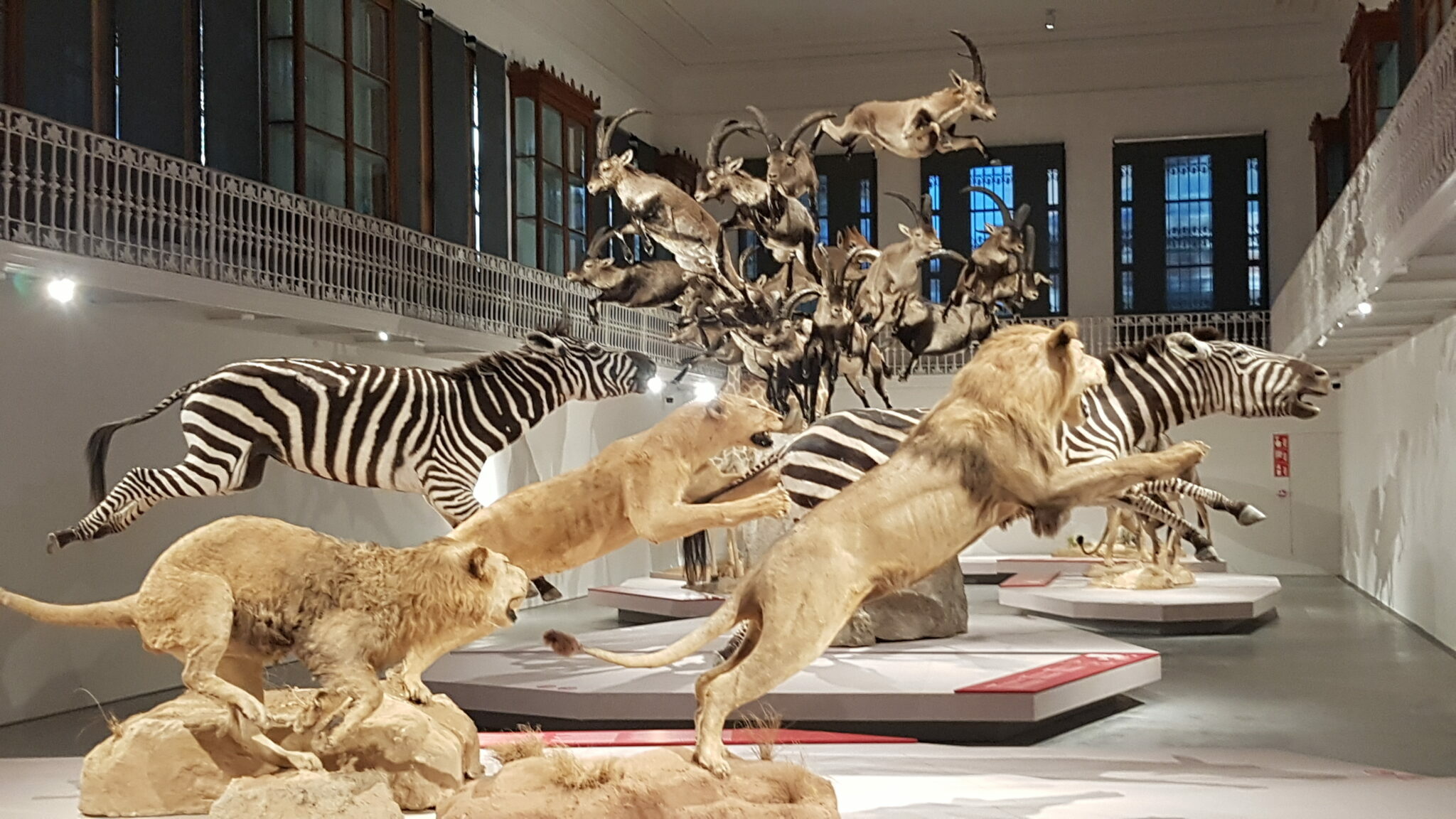 El Museo Martorell de Barcelona reabre una década después con una  exposición gratis de taxidermia gigante