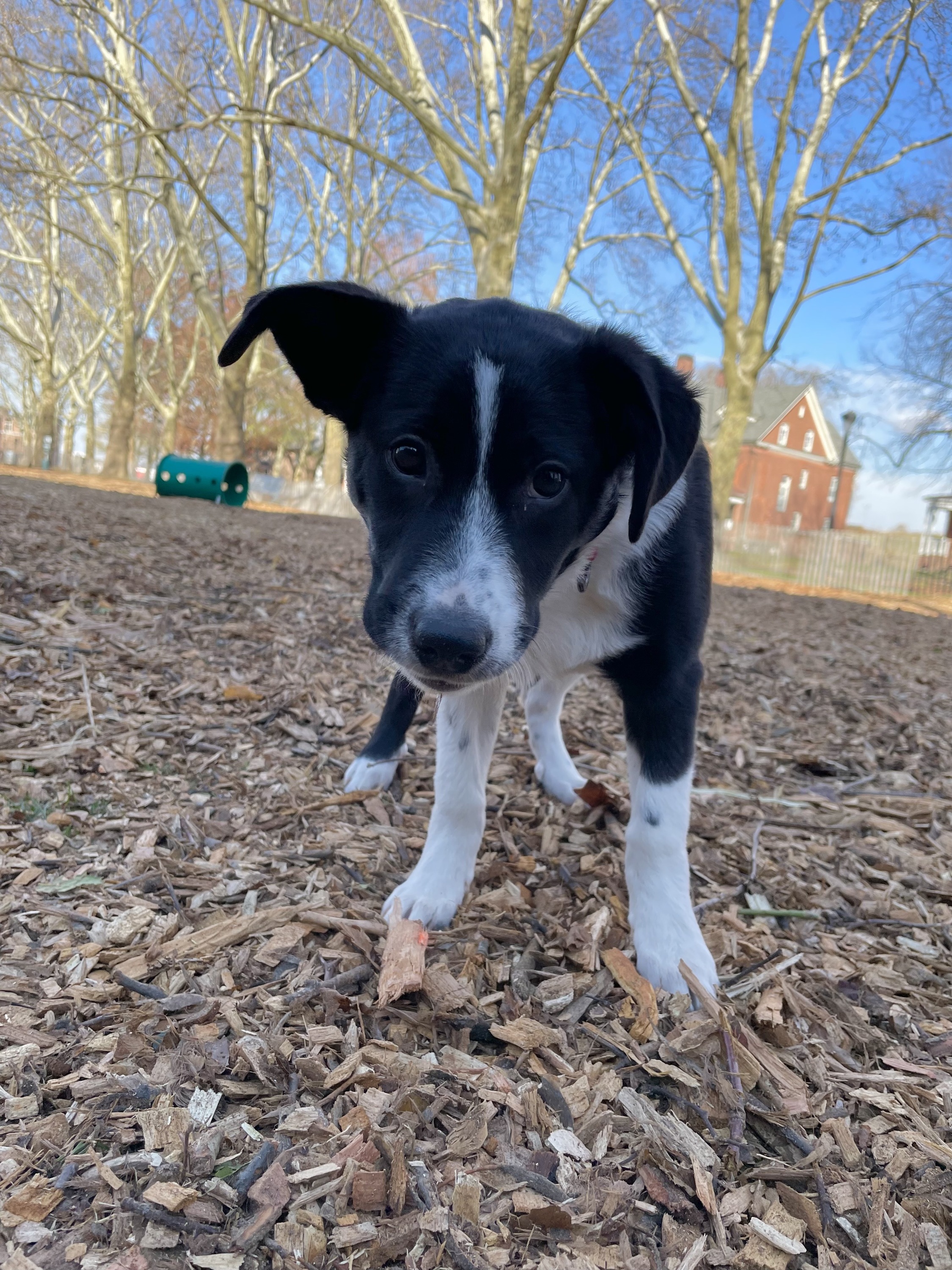 Reed on Governors Island