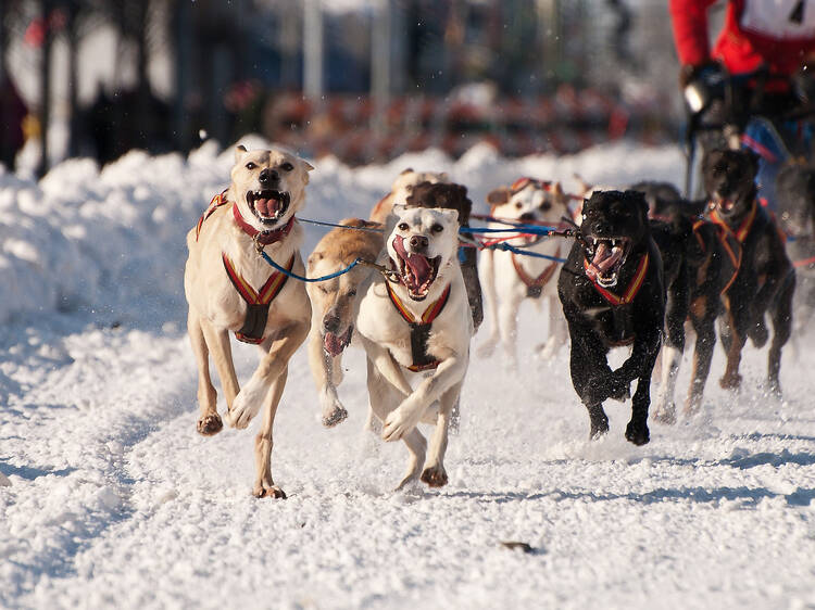 Fur Rendezvous | Anchorage, AK